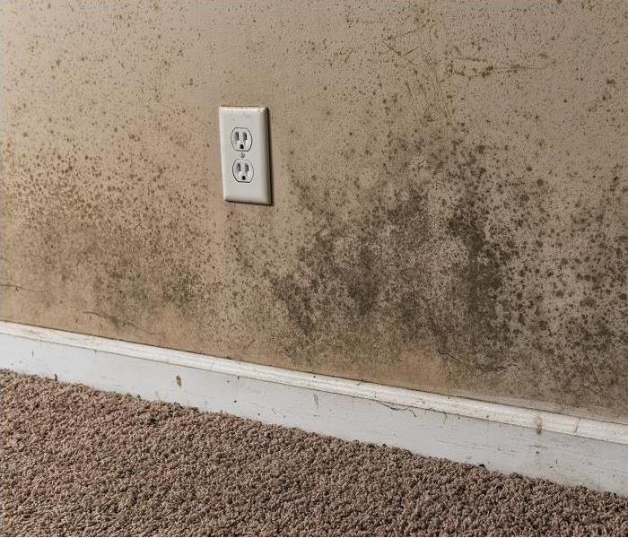 mold growing on baseboard and wall; surrounding outlet; carpet on floor