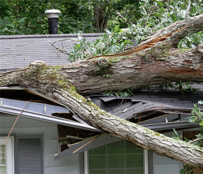 a tree that has fallen on a house and damaged the roof